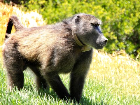 Guidelines, not residents’ wishes, are followed when managing baboons in Cape Town’s urban areas
