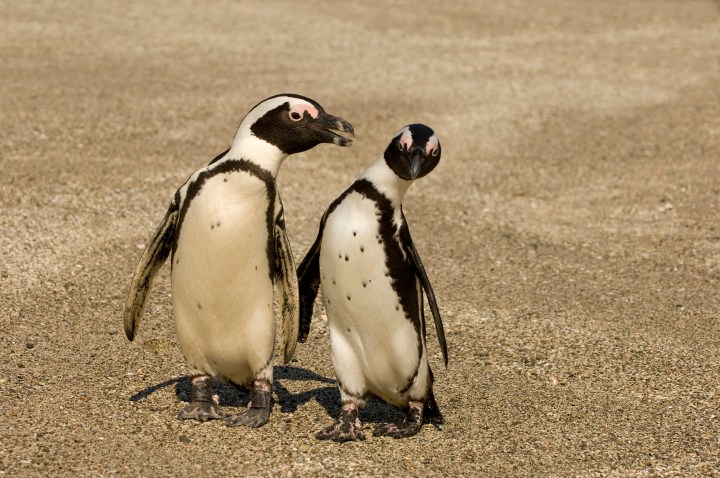 Shocking drop in number of African penguin numbers for Algoa Bay