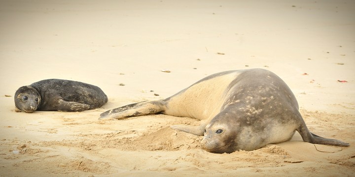 Elephant seal arrival has Eastern Cape marine biologists baffled