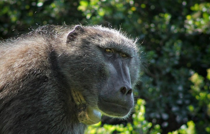 Who is being untruthful? Challenging Felicity Purchase’s version of a meeting about baboons
