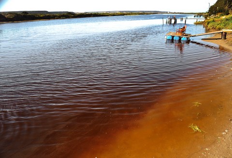 Calls for tighter regulations as harmful algae threatens ecological disaster for Swartkops estuary