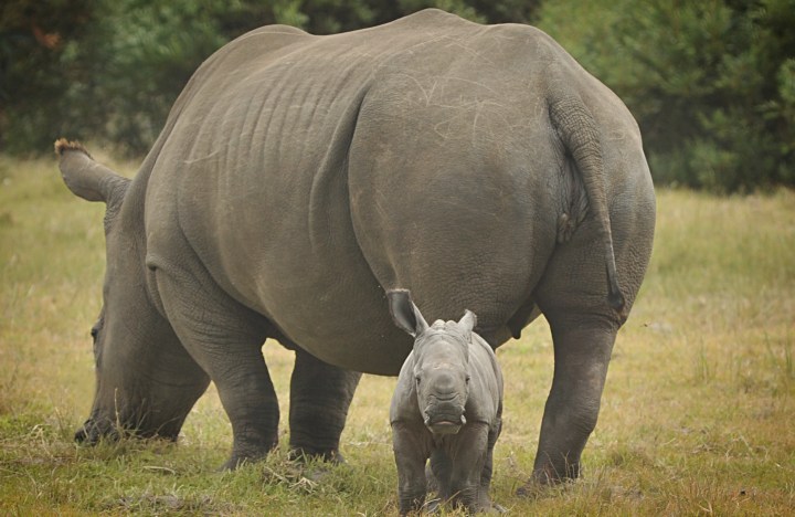 Rhino conservation: Birth of calf brings new hope for 2020