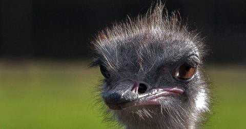 Karoo ostrich farmers and workers fear avian flu outbreak after Gauteng cases