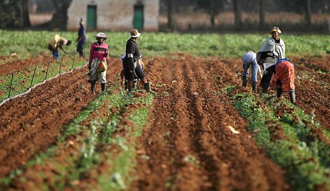 Land reform has regressed under ANC, academics say
