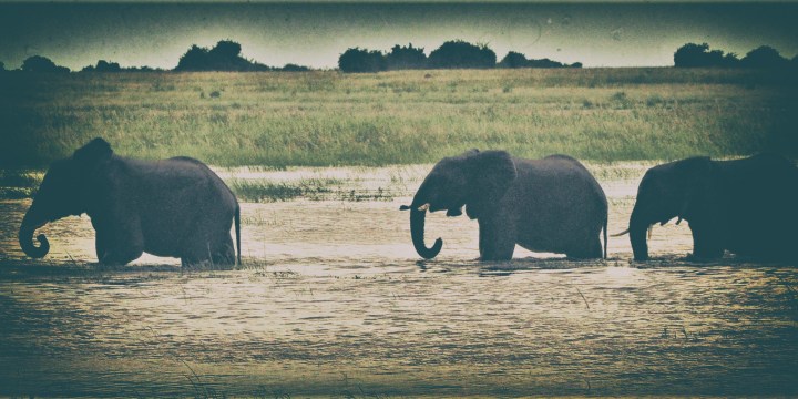 The Great Elephant Debate: Let’s remove emotions and pseudo-science from wildlife management and get down to scientific facts