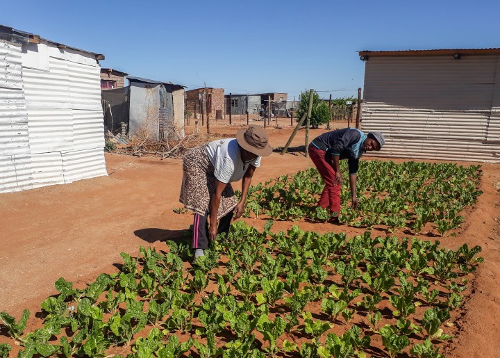 Women farmworkers create food oases in the Northern Cape sands