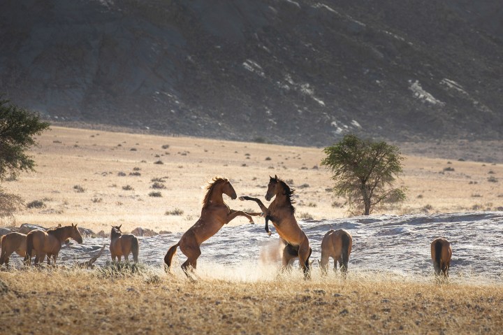 Wild steeds of the great Namib desert