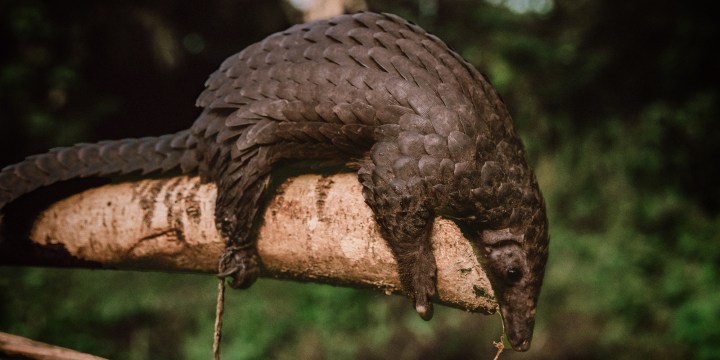 SARS-CoV-2 relatives found in bats and pangolins in Thailand