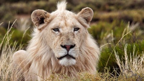 Ban trophy hunting and the losers will be Africa’s wildlife and rural people