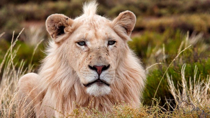 Trophy Hunting, Part One: The nasty colonial sport of shooting wild animals