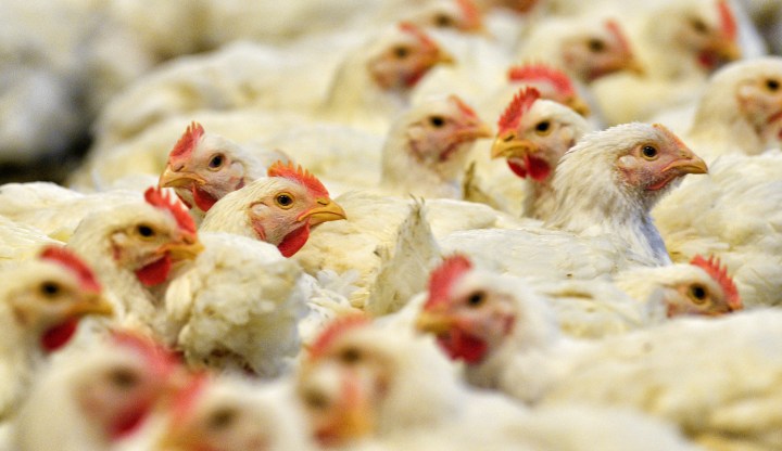 Chicken debate: See Brazil as ‘a partner, not an enemy’