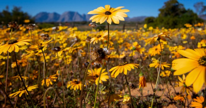 The Cape’s spring flower spectacle: Building back better with wildflowers as our guides