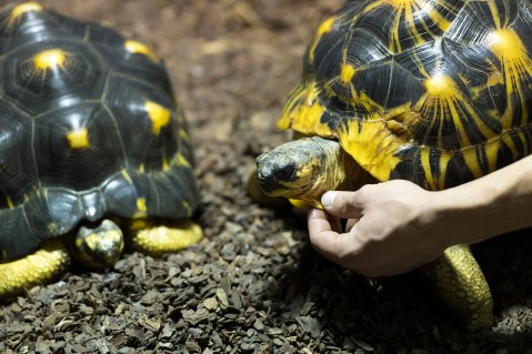 What’s the link between cannabis and endangered tortoises? The rise of corrupt, organised gangs in Madagascar