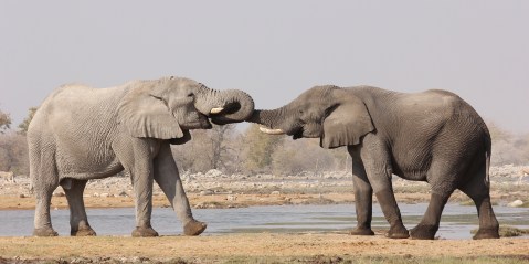 Conservationists want to let elephants loose in Europe – here’s what could happen