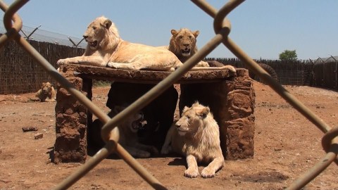 It’s high time SA shut down the captive lion breeding industry