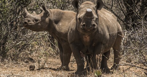 CITES has degenerated into a battleground in the war between Western NGOs and African conservationists