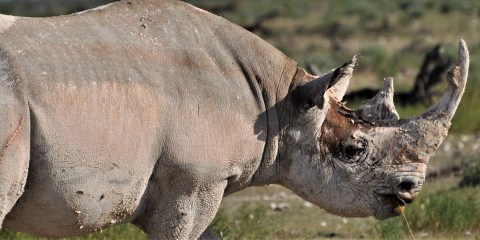 Botswana’s rhinos are under siege: It’s time to learn from historical mistakes