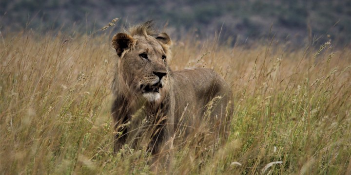 Trophy hunting quotas stopped by animal protection NGO – for now