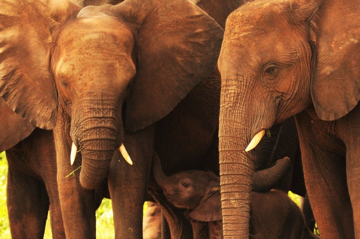 Elephant culling and hunting is a throwback to defending slavery