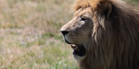 Ruling that lion skeleton export quotas are illegal is a victory for ethical conservation