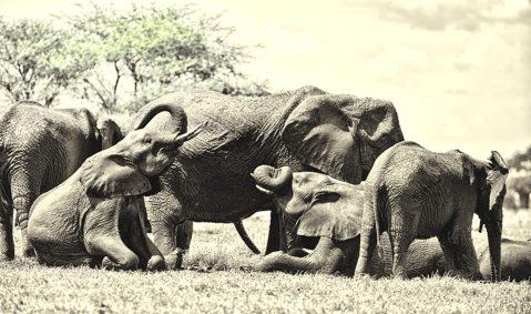 Microsoft philanthropist Paul Allen to fund Africa-wide elephant survey