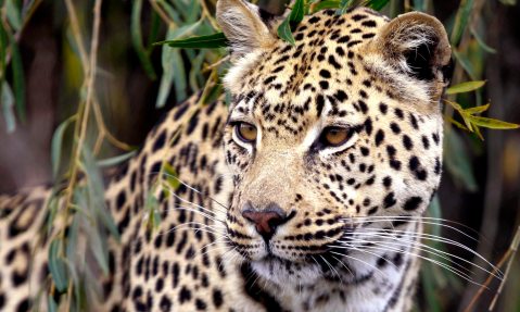 South Africa bans leopard trophy hunting