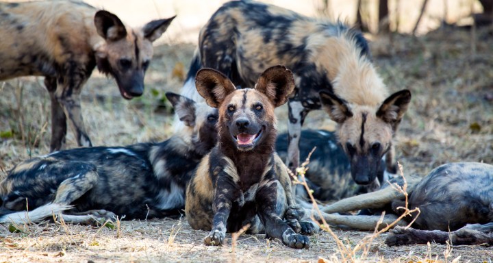 Wild dogs languish in boma prison for a year while humans argue over their fate