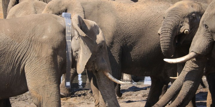 Outrage over ‘unethical’ Botswana elephant hunt