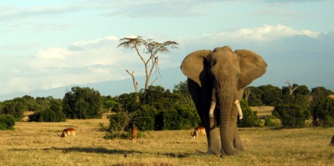 elephants endangered
