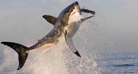 Quest for elusive white shark decades ago raises questions about the species today