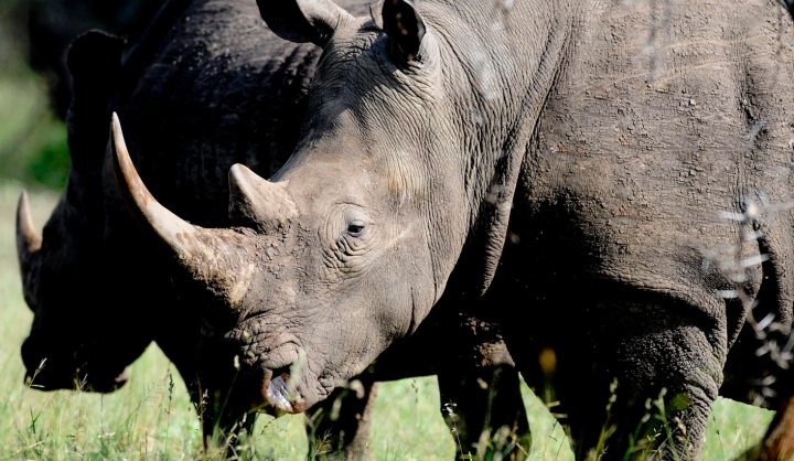 Op-Ed: South Africa opens the door to the sale of wildlife parts