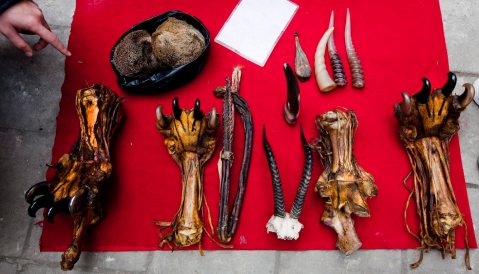 Markets of Death, Part Three: How China’s taste for wildlife feeds a killing frenzy