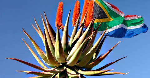 The ideal conditions for an ‘Aloe Ferox’ economy