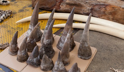 Op-Ed: Trading blows over trading rhino horn