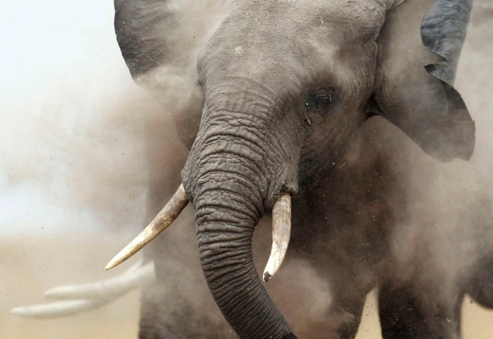 China ivory crush: Sham or genuine turnaround?