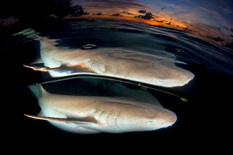 A shiver of sharks: Old stories tell another truth