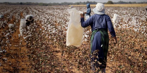 Cotton SA could emerge as a serious contender