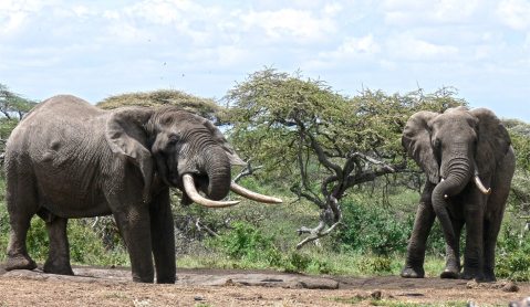 Death in China, one dollar in Africa – the irony of ivory poaching penalties
