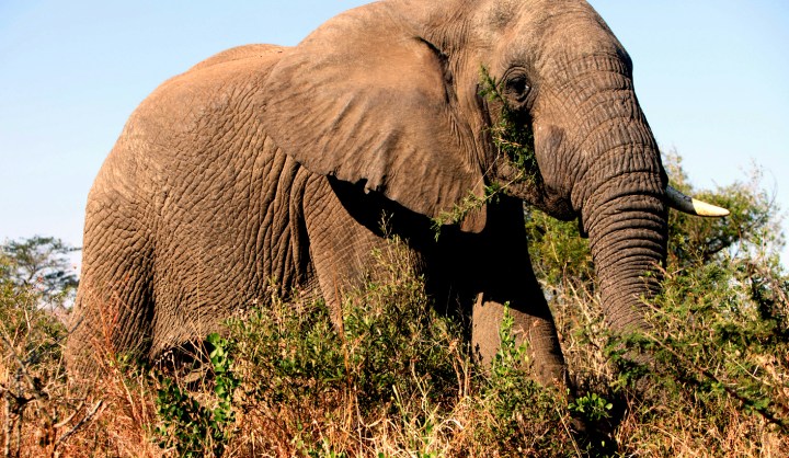 Elephant conservation: The need for political will