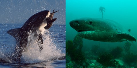 As Great Whites disappear off the Cape’s Seal Island, sevengill sharks, ‘living fossils’, move in
