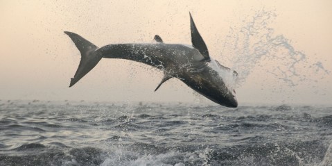 Why SA’s great white sharks are disappearing