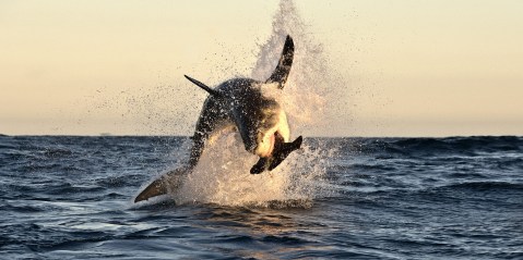 Great whites may finally be creeping back into False Bay after lengthy absence