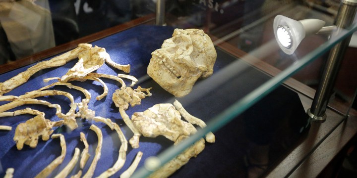 Something to chew over: Scientists get into the skull of 3.6 million-year-old Little Foot
