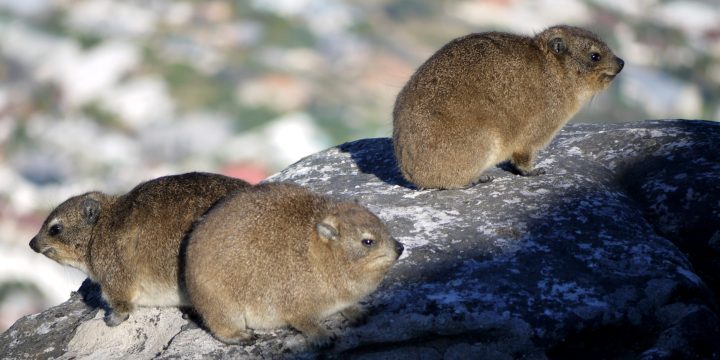 Ancient dassie dung holds secrets on tackling climate crisis
