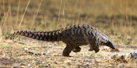 Pangolin immune system may shed light on how to defeat Covid-19