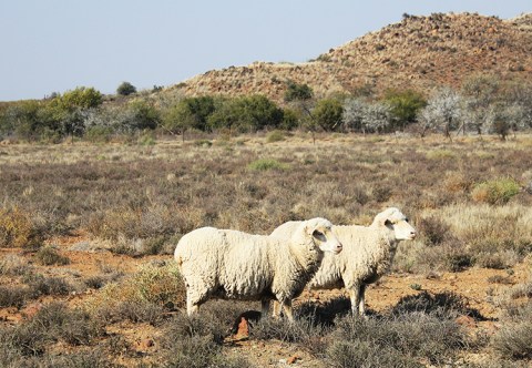 Understanding the ramifications of Karoo lamb certification