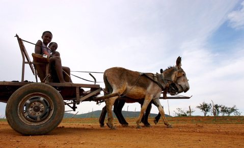 The Great African Donkey Rush