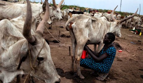 Following the Herd: How cows fuelled the war in South Sudan, and how they can consolidate the peace