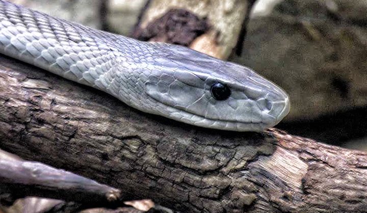 Two weeks until Africa runs out of leading anti-venom