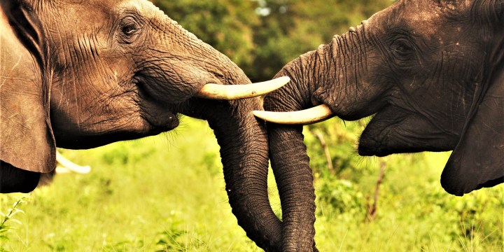 Botswana’s elephant conundrum